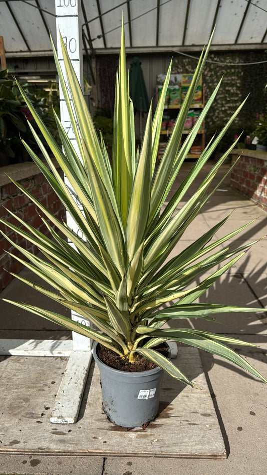 Yucca Jewel 3.5 L