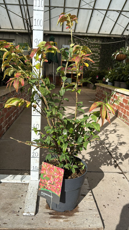 Euonymus Atlas 10L