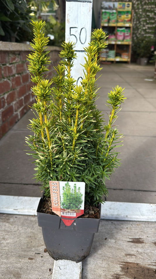 Taxus David 2L Conifer