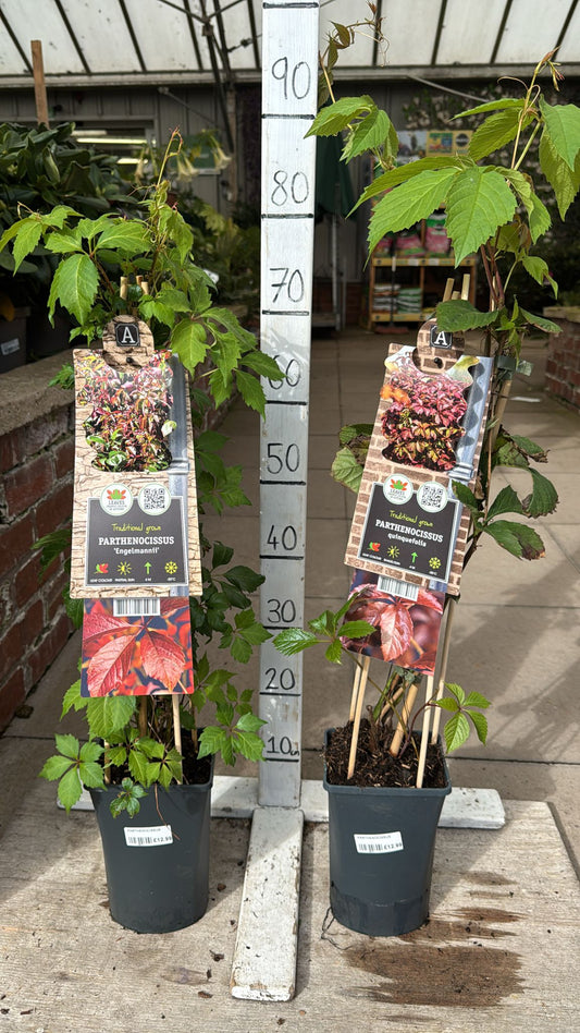 Virginia Creeper 2L Climber