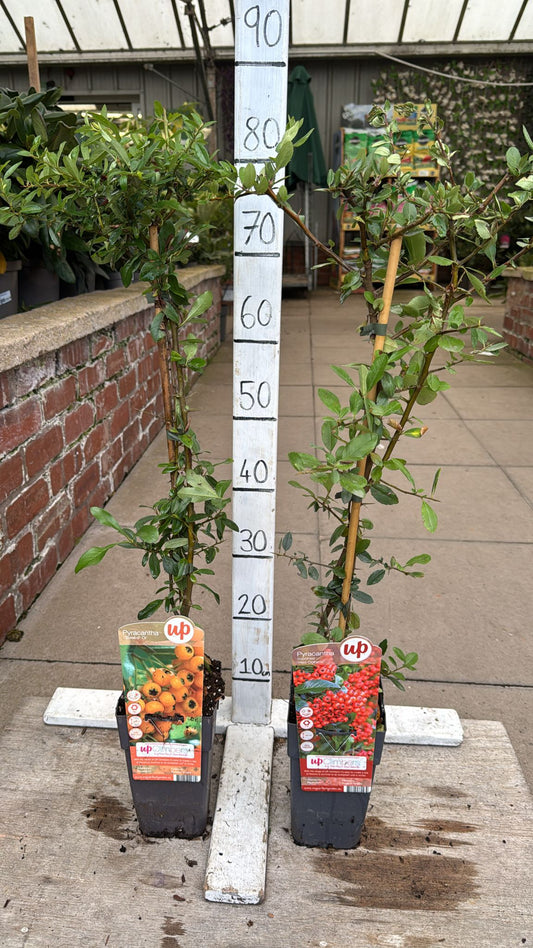 Pyracantha 1.5L