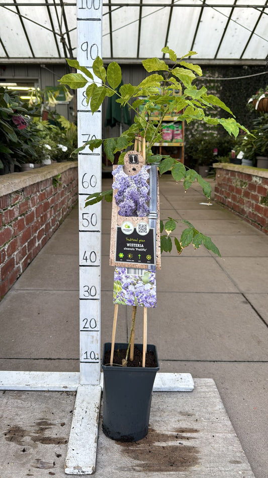 Wisteria Prolific 2L