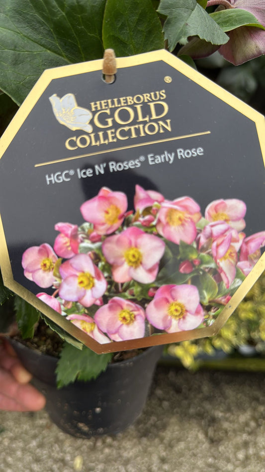 Hellebore Ice N Roses Early Rose 1.5L