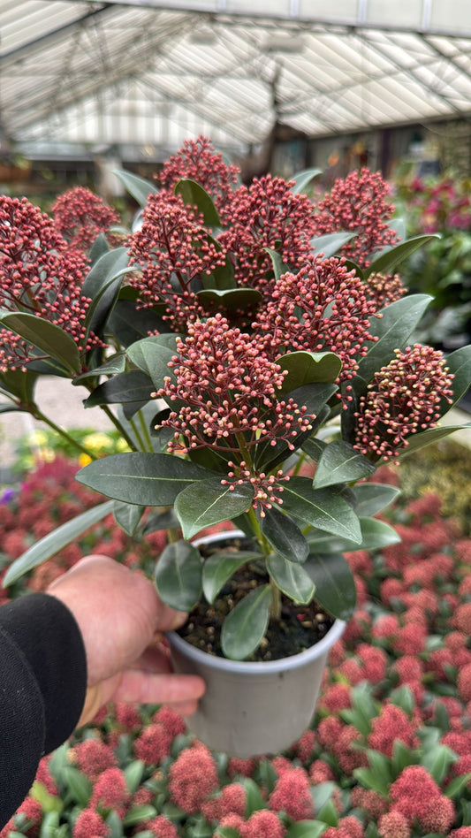 Skimmia Rubella 1L