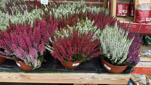 Calluna Bowls Twin Ladies