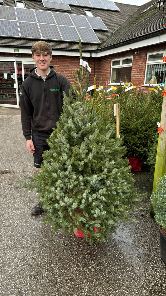Picea Omerika Field Grown (Delivery within 12 miles £10.99).