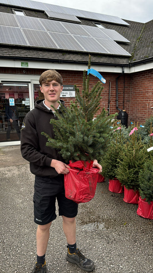 Picea Omorika Pot grown 60-80cm (Delivery within 12 miles £10.99).