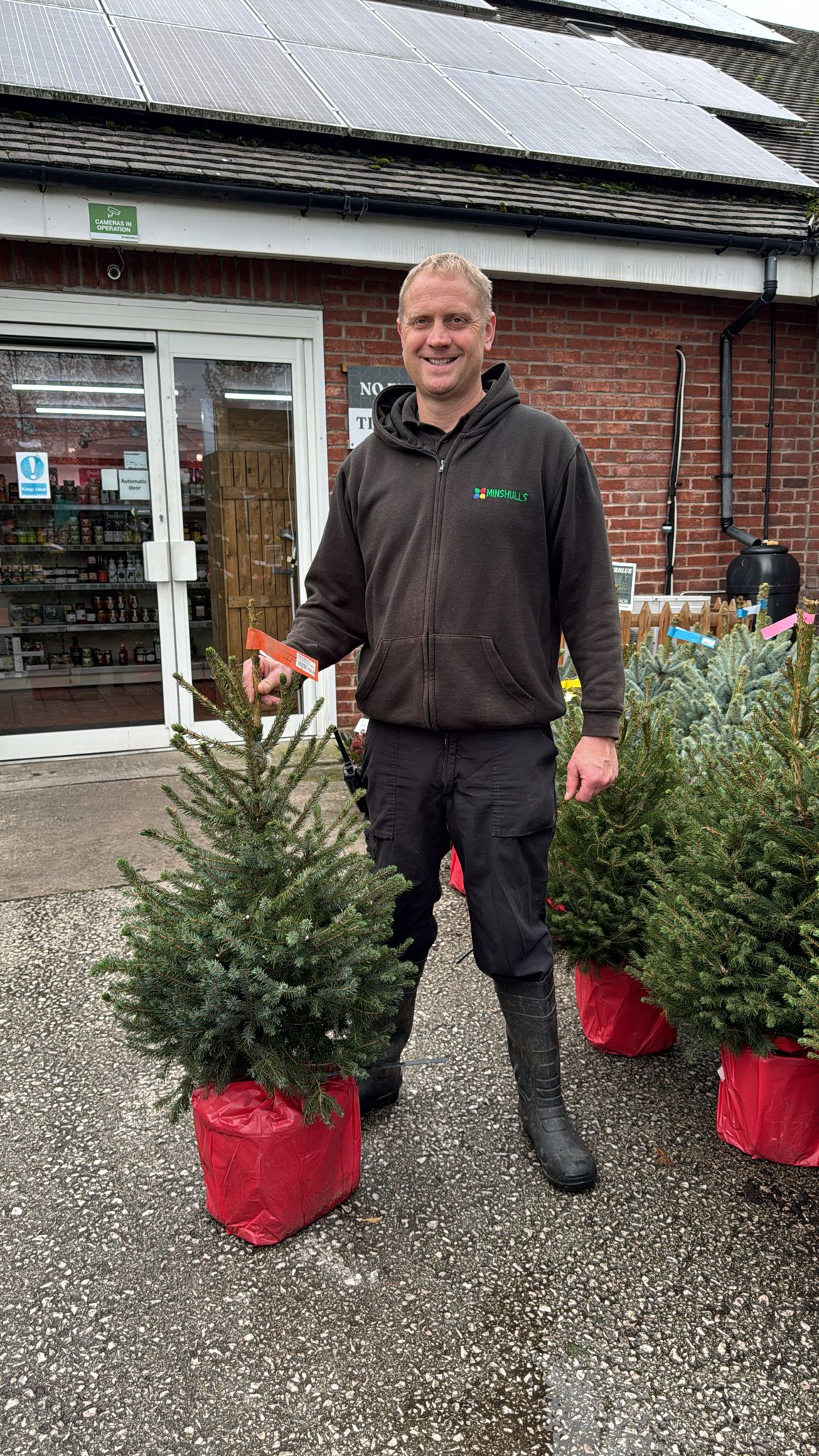 Picea Omorika Pot grown 80-100cm (Delivery within 12 miles £10.99).