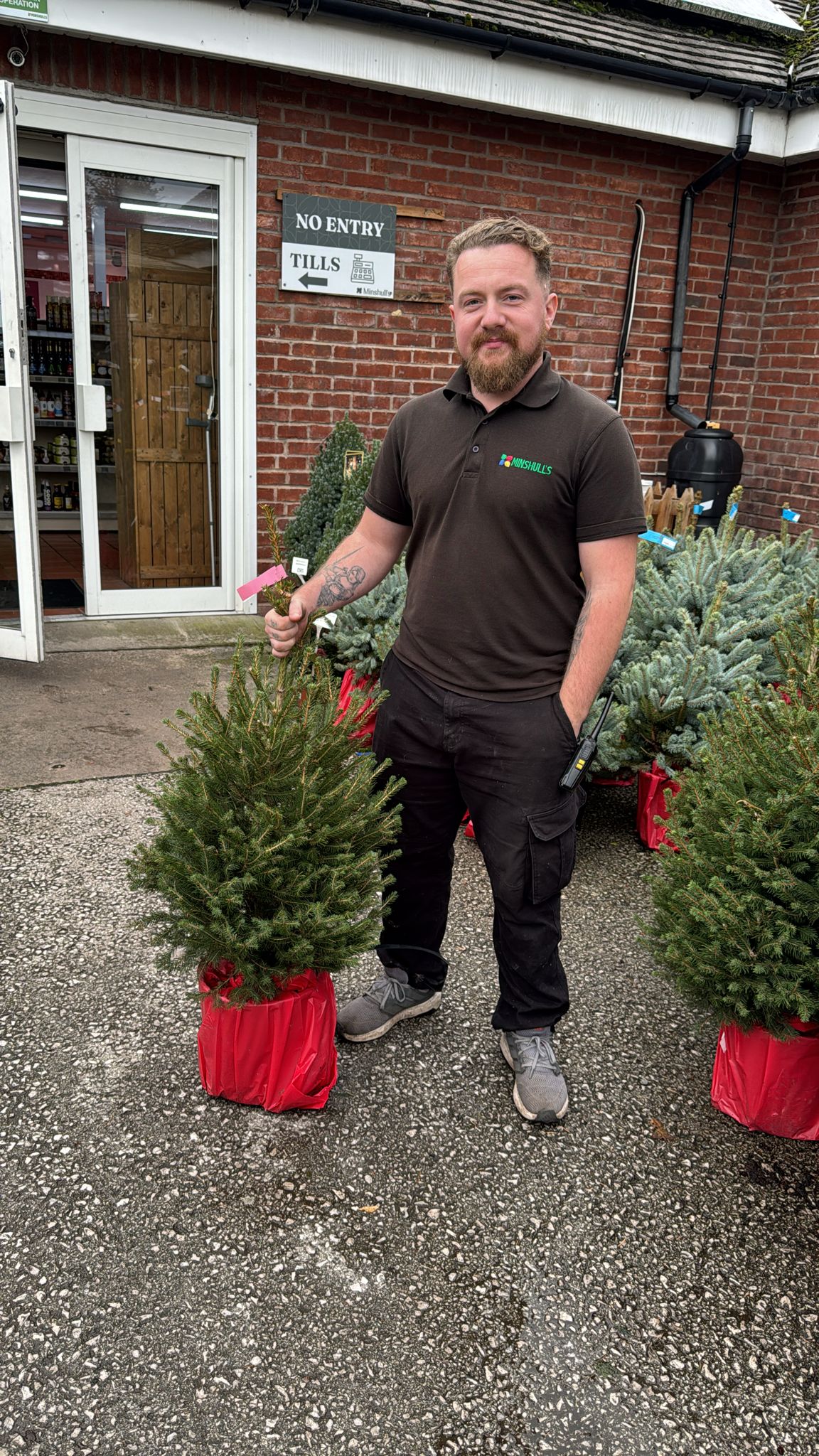 Picea Abies Norway Spruce pot grown 80-100cm (Delivery within 12 miles £10.99).