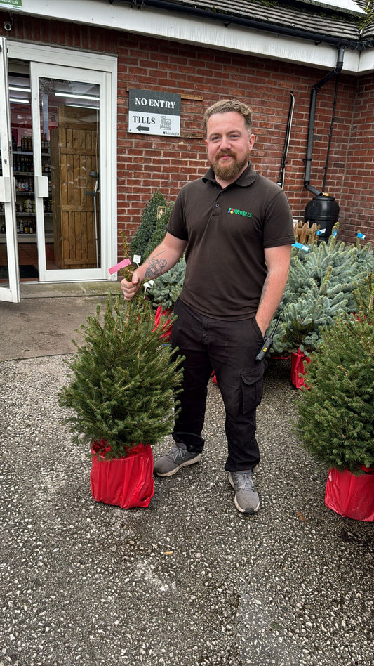 Picea Abies Norway Spruce pot grown 80-100cm (Delivery within 12 miles £10.99).