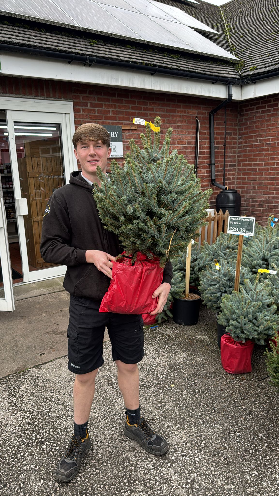 Picea Superblue 50-60cm Pot Grown (Delivery within 12 miles £10.99).