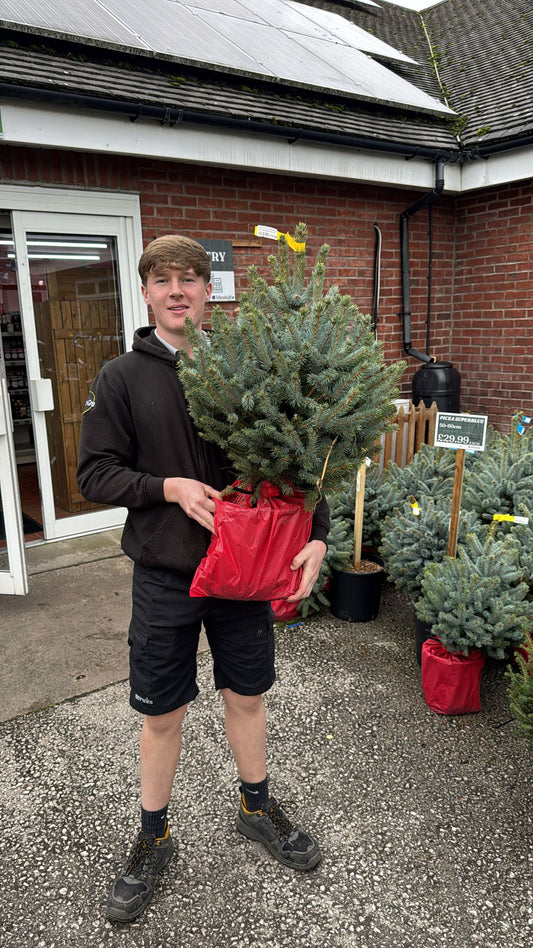 Picea Superblue 50-60cm Pot Grown (Delivery within 12 miles £10.99).