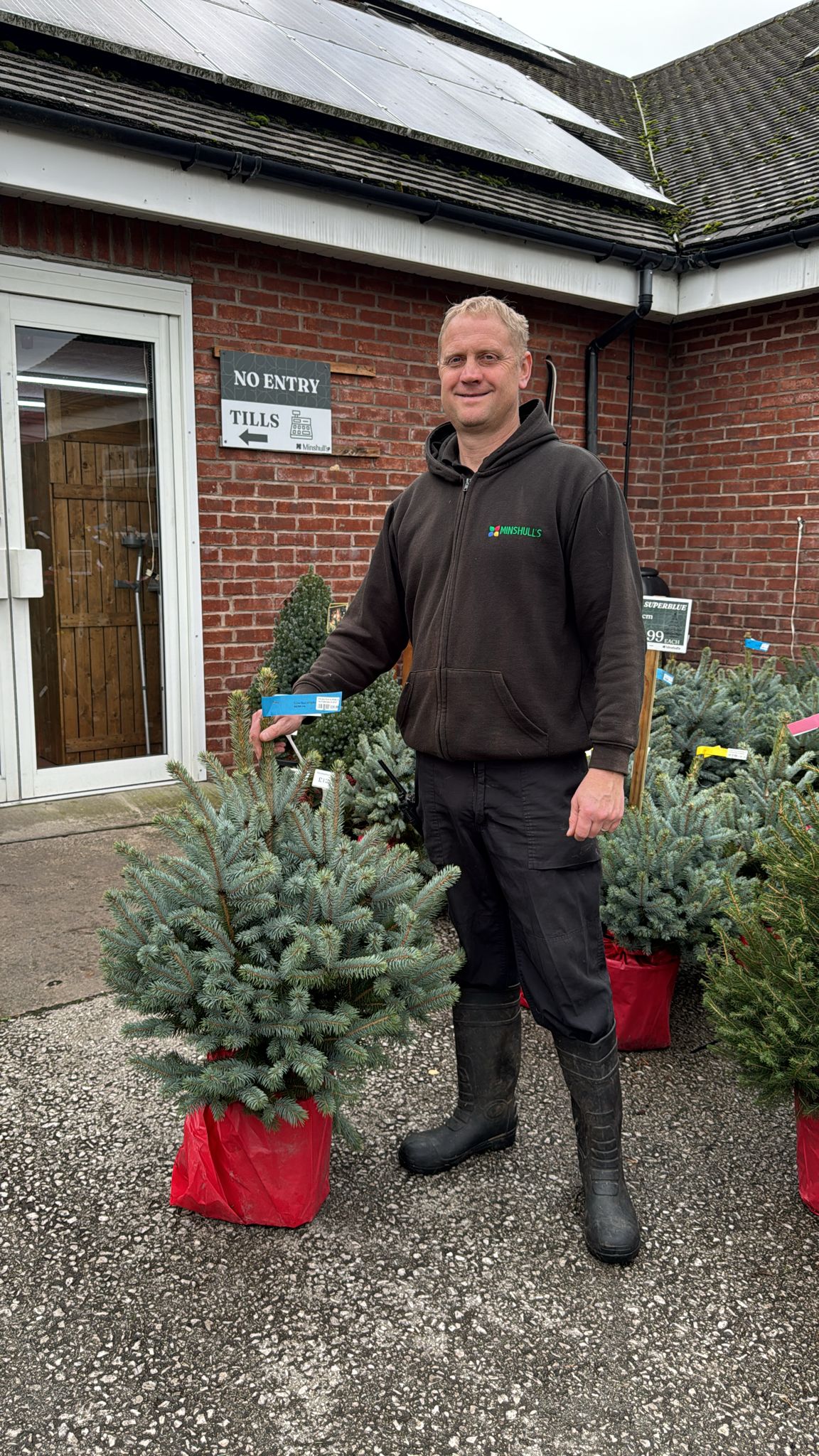 Picea Superblue 60-80cm Pot Grown (Delivery within 12 miles £10.99).