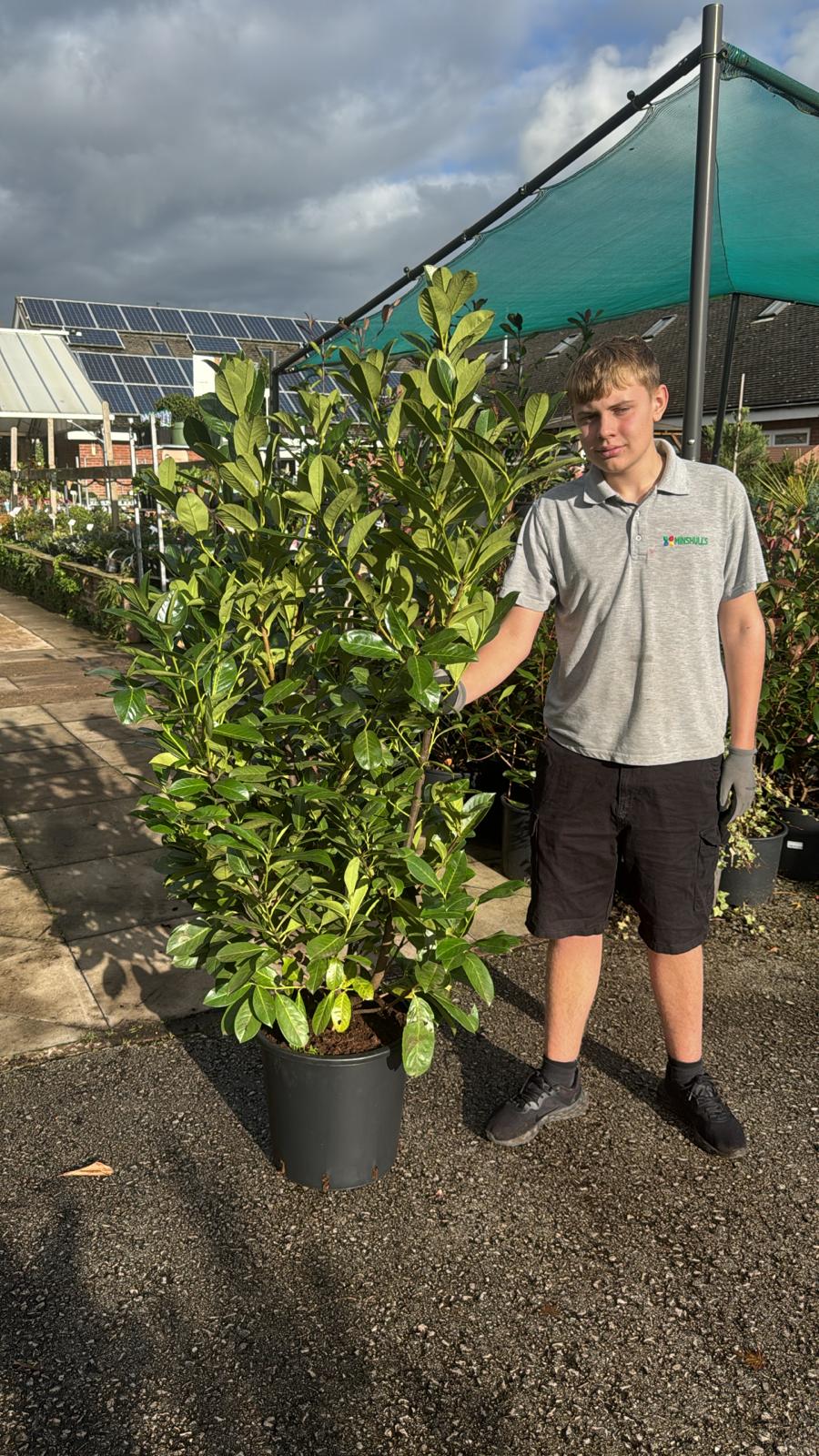 Laurel Rotundifolia 125-150cm (Delivery within 12 miles £10.99).