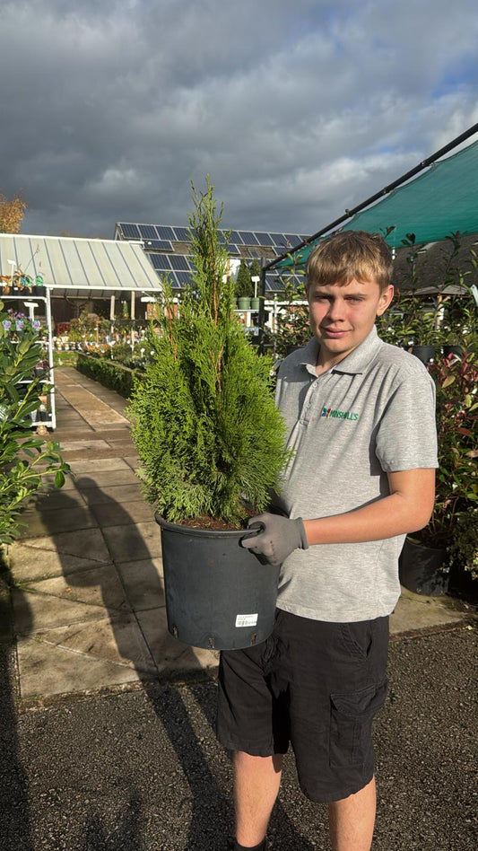 Thuja Smaragd Rootball 60-80cm (Delivery within 12 miles £10.99).