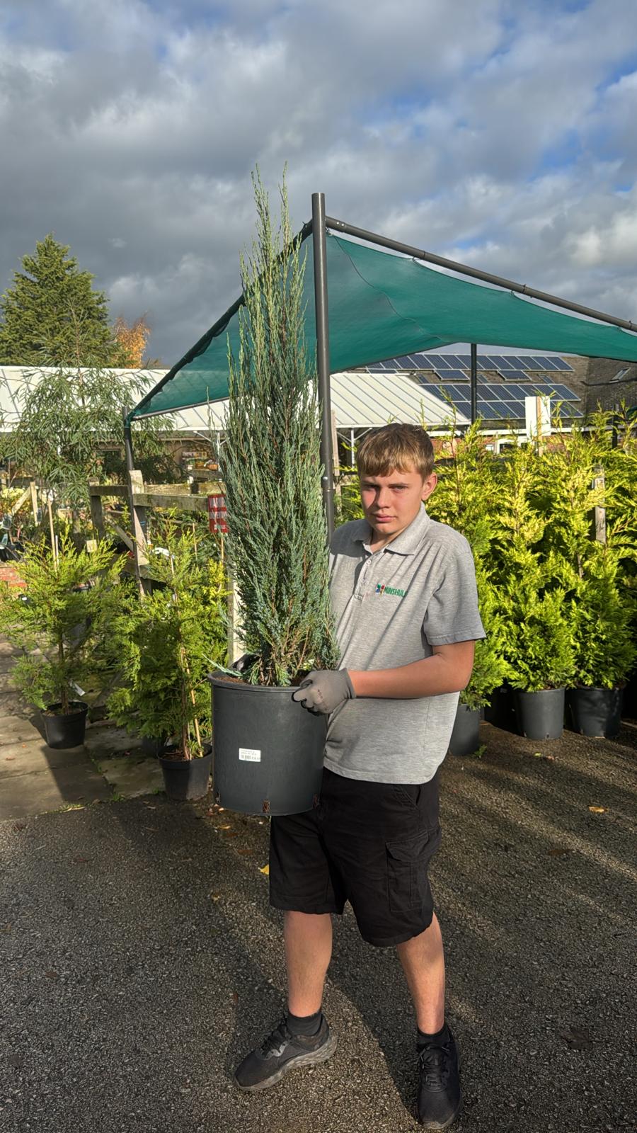 Juniperus Blue Arrow Rootball 100-125cm (Delivery within 12 miles £10.99).