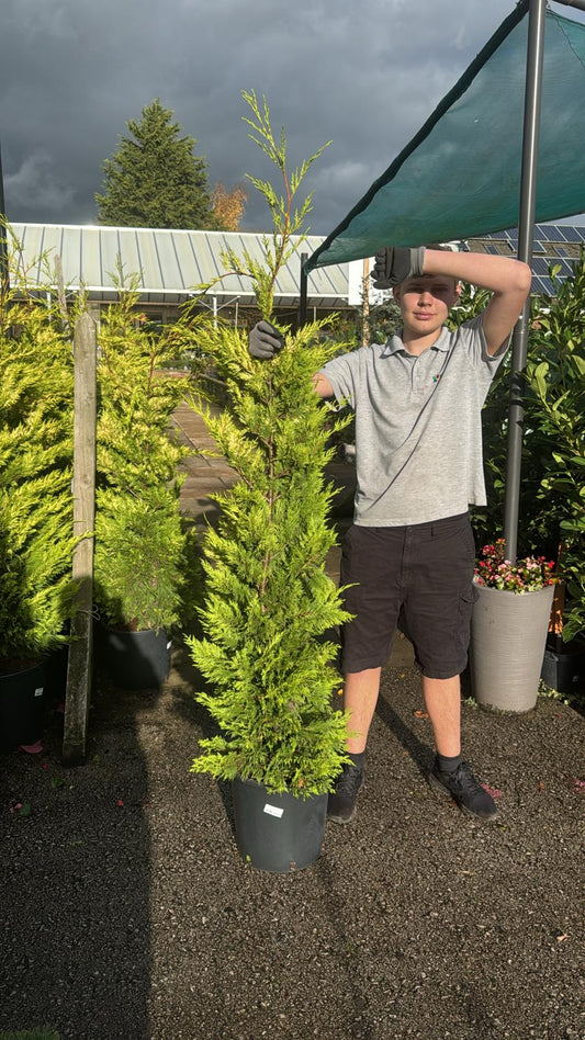 Cupressocyparis Gold Ryder Rootball 125cm (Delivery within 12 miles £10.99).