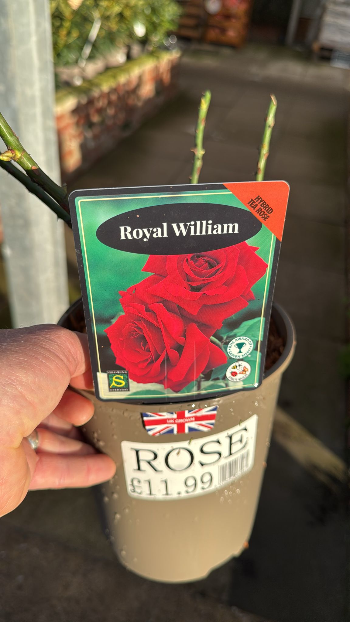 Hybrid Tea Rose 'Royal William' 3L