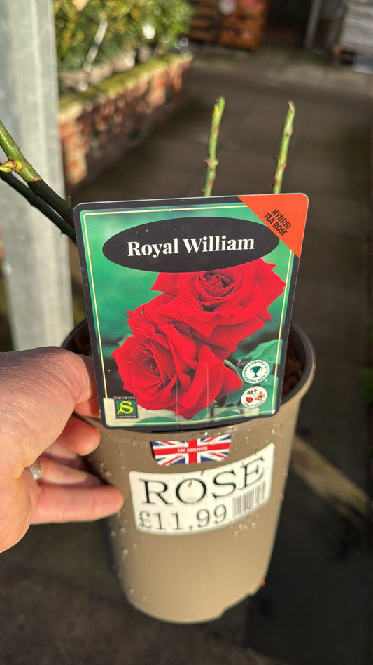 Hybrid Tea Rose 'Royal William' 3L