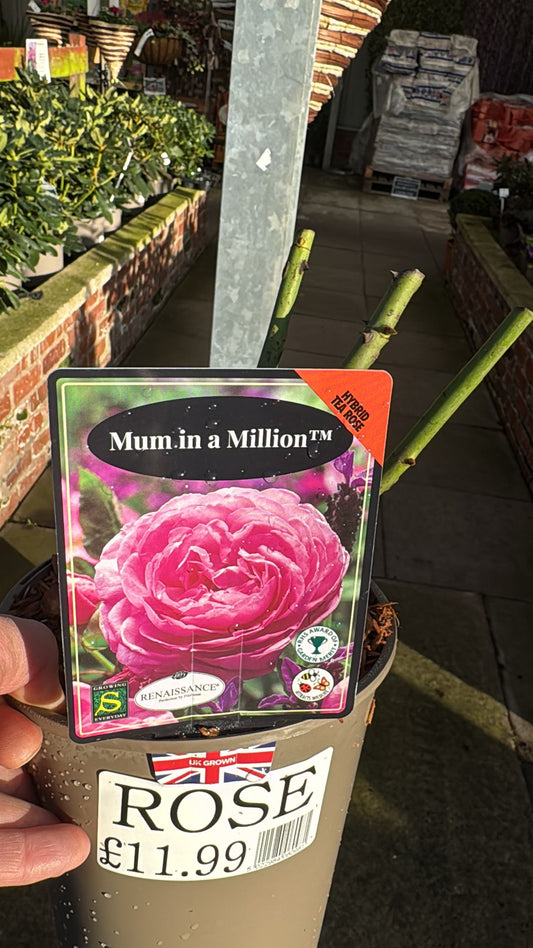 Hybrid Tea Rose 'Mum in a Million' 3L