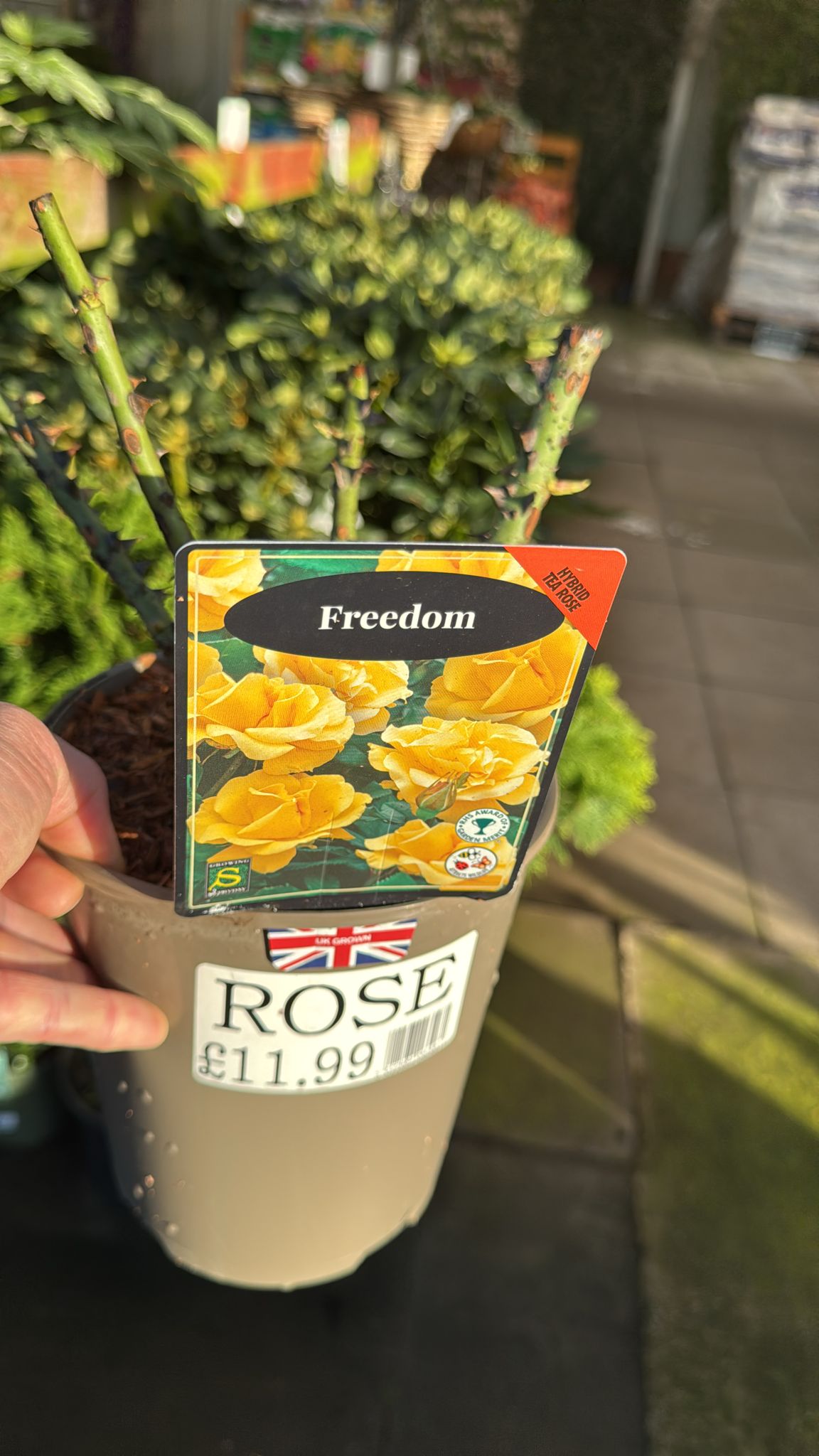 Hybrid Tea Rose 'Freedom' 3L