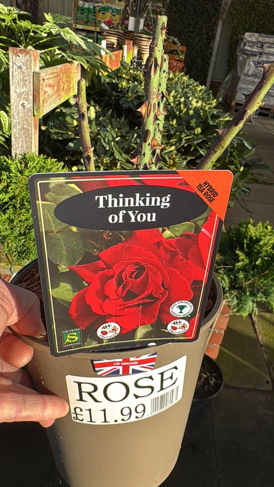 Hybrid Tea Rose 'Thinking of You' 3L