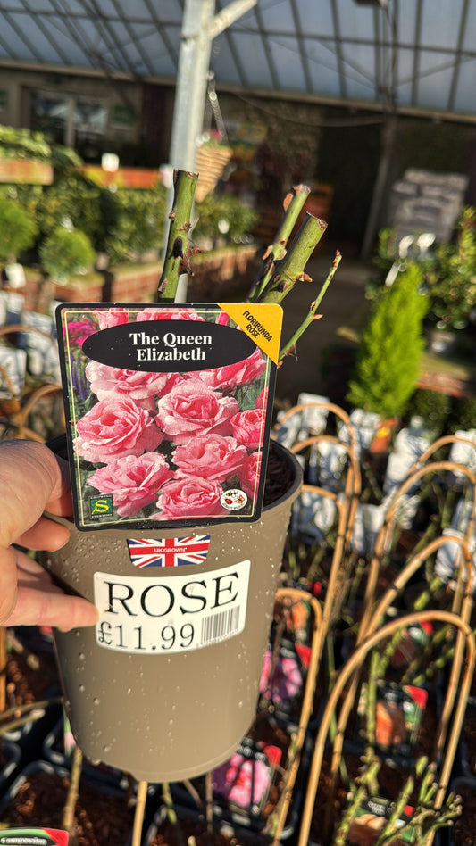 Floribunda Rose 'The Queen Elizabeth' 3L