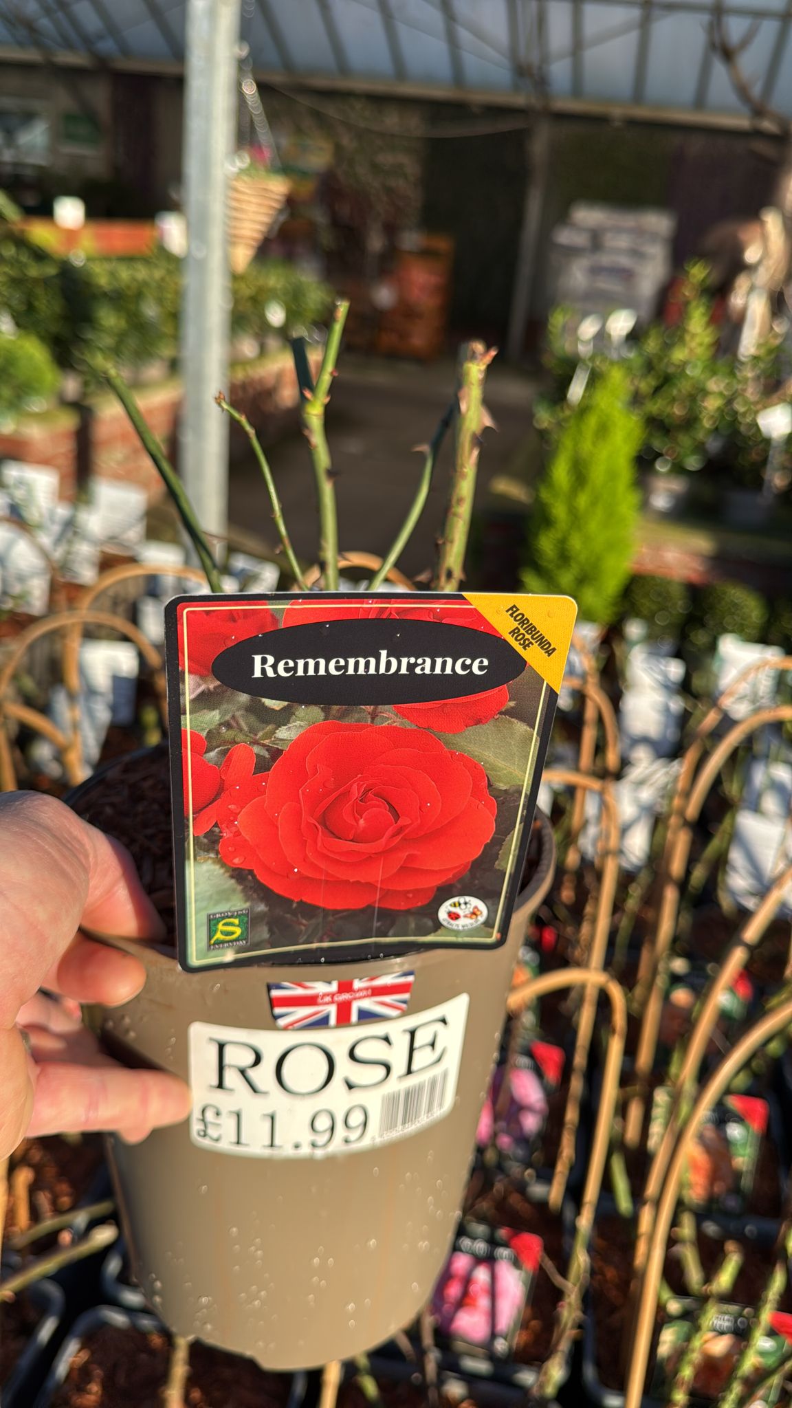 Floribunda Rose 'Rememberance' 3L