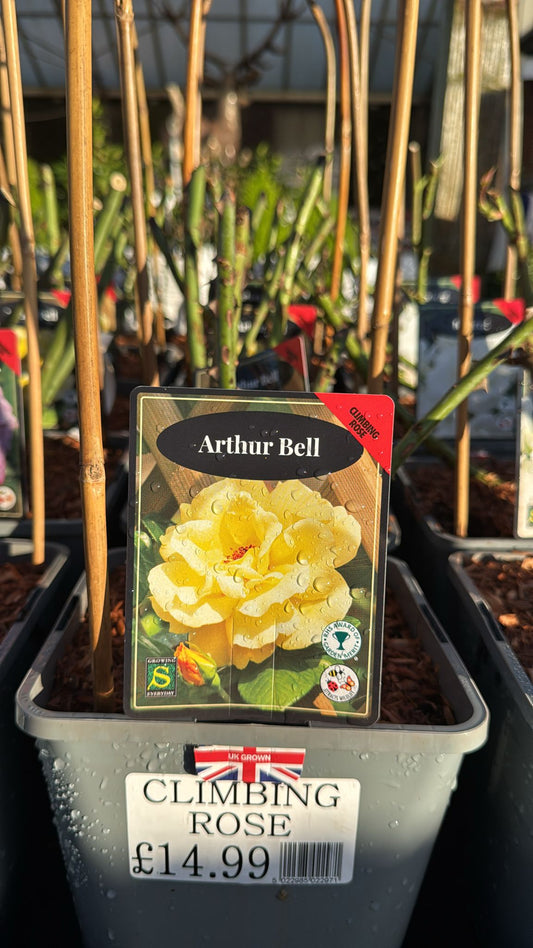 'Arthur Bell' Climbing Rose 4L