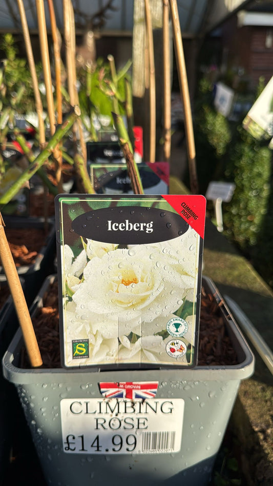 'Iceberg' Climbing Rose 4L