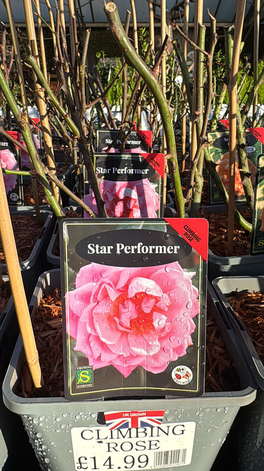 'Star Performer' Climbing Rose 4L