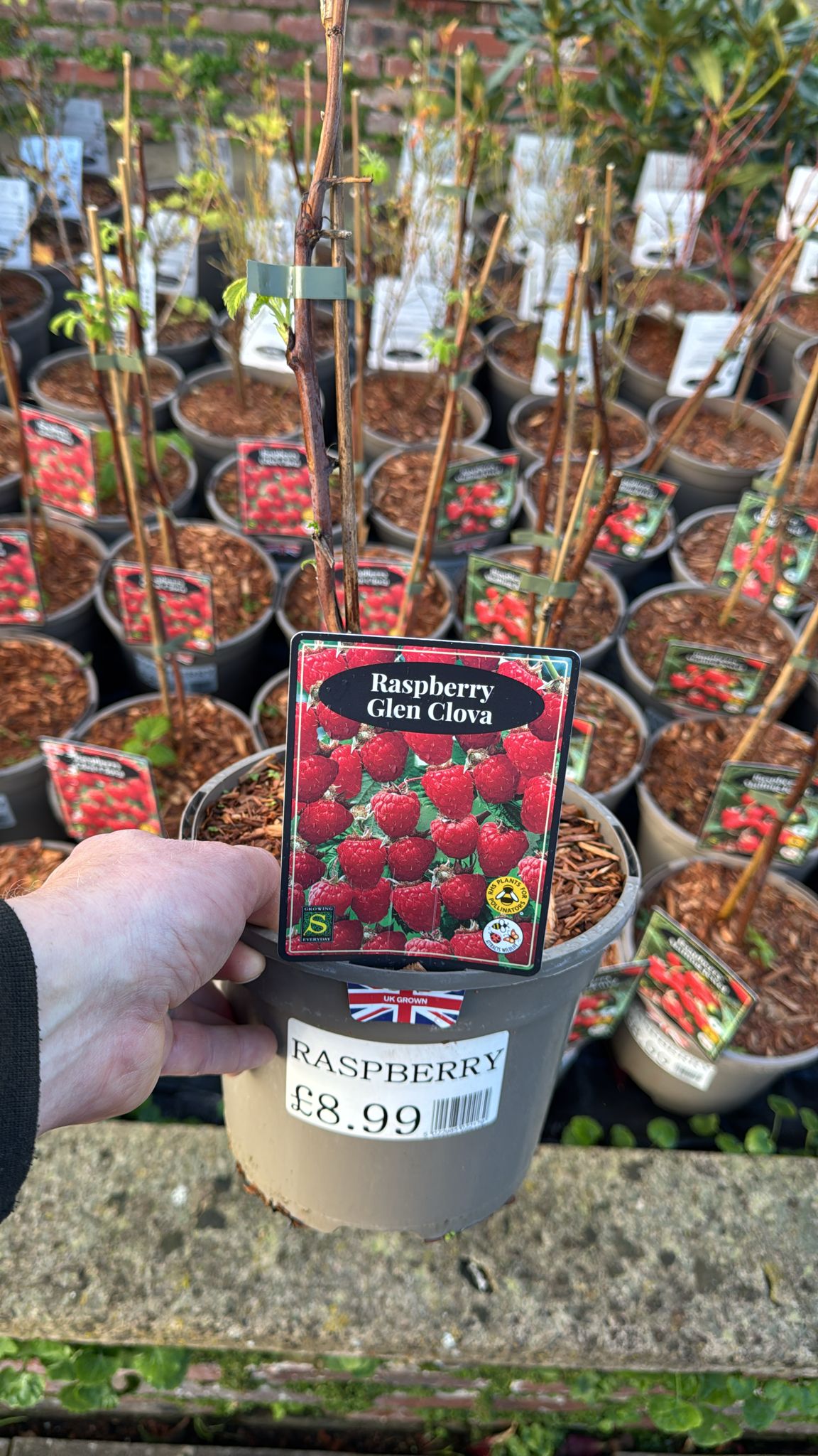 Raspberry Glen Clova 3L