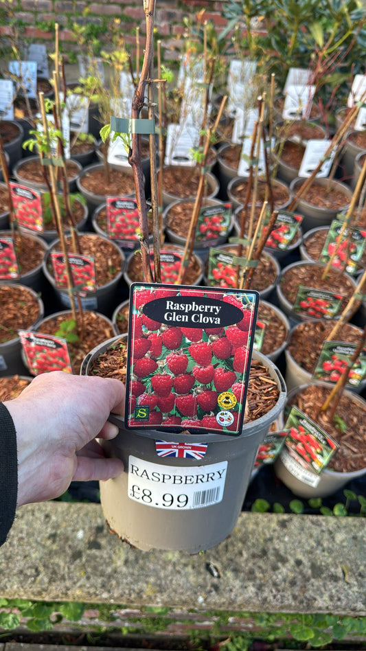 Raspberry Glen Clova 3L