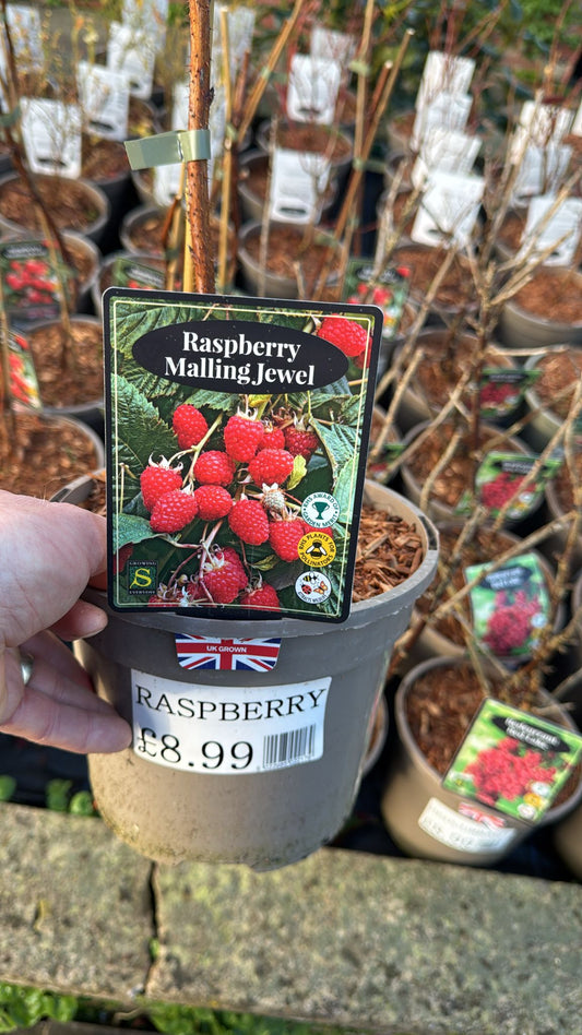 Raspberry Mallings Jewel 3L