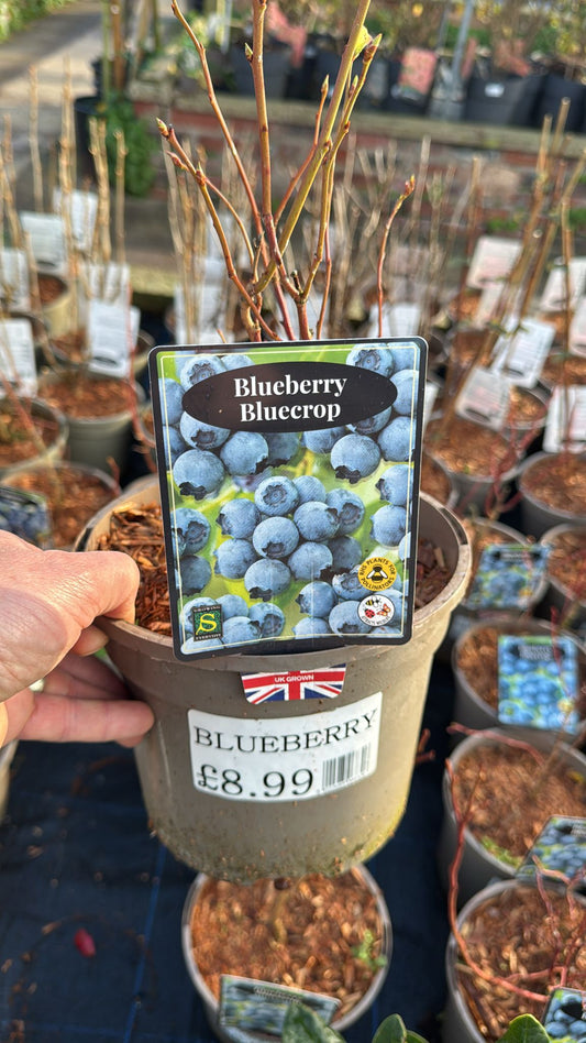 Blueberry Bluecrop 3L