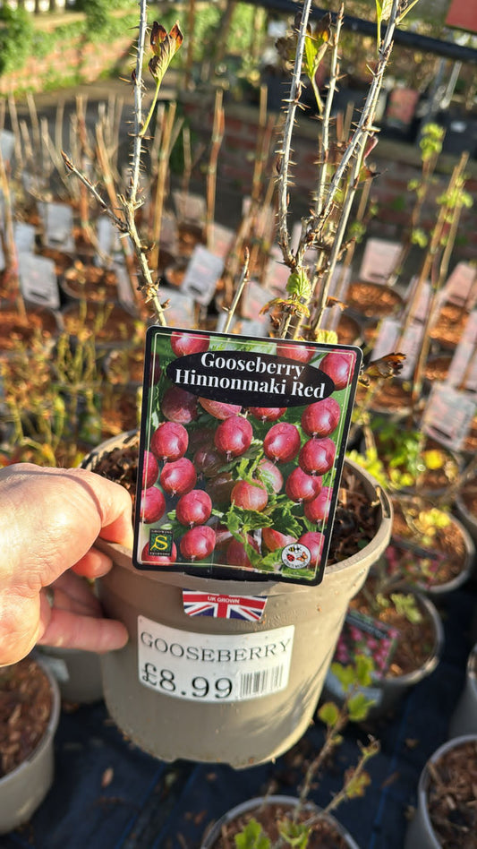 Gooseberry Hinnomaki Red 3L