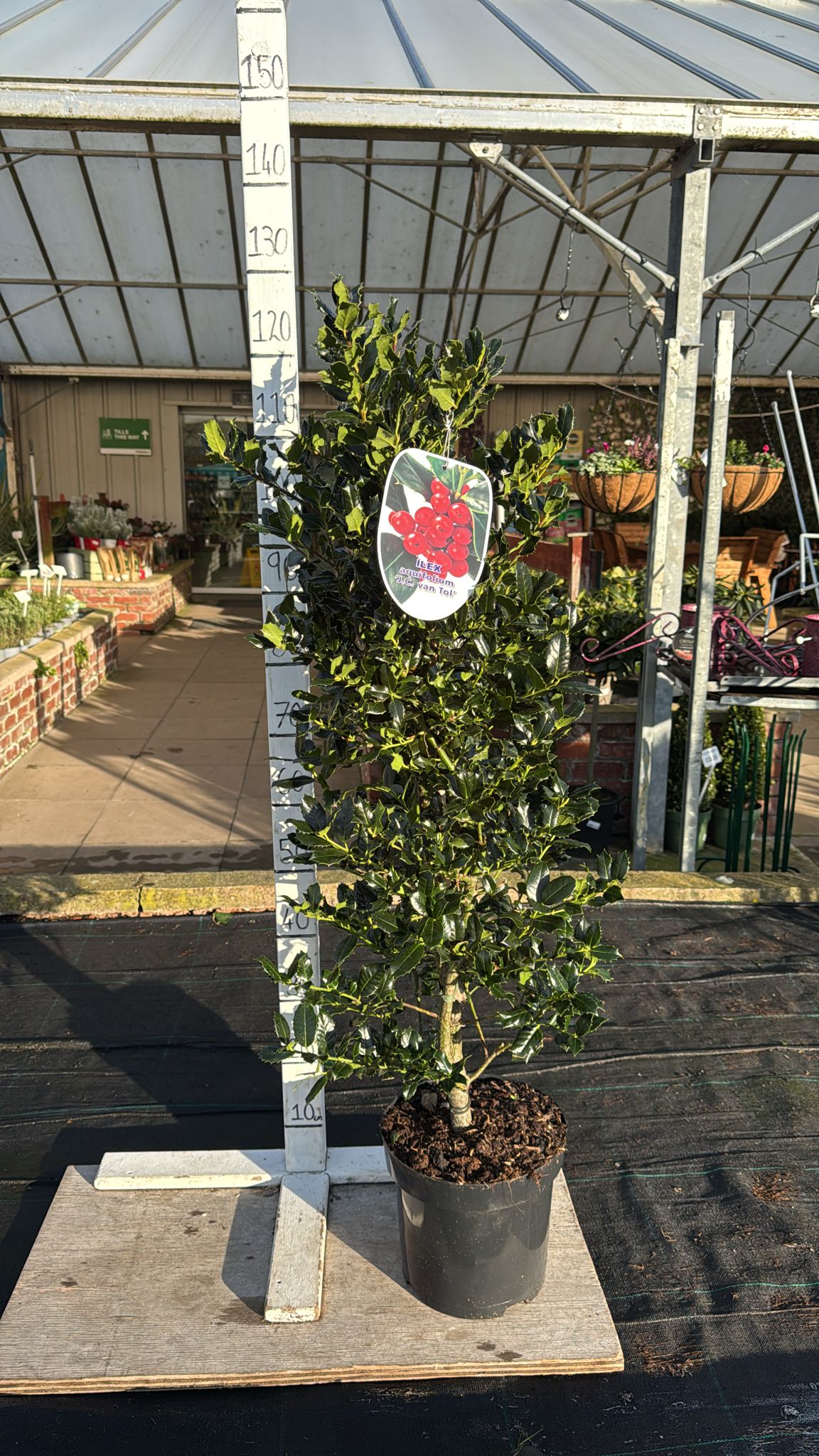 Holly 'Ilex Aquifolium' 7.5L