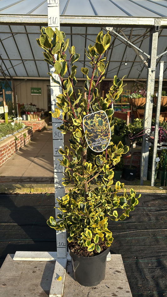Holly Ilex Altaclerensis 'Golden King' 7.5L