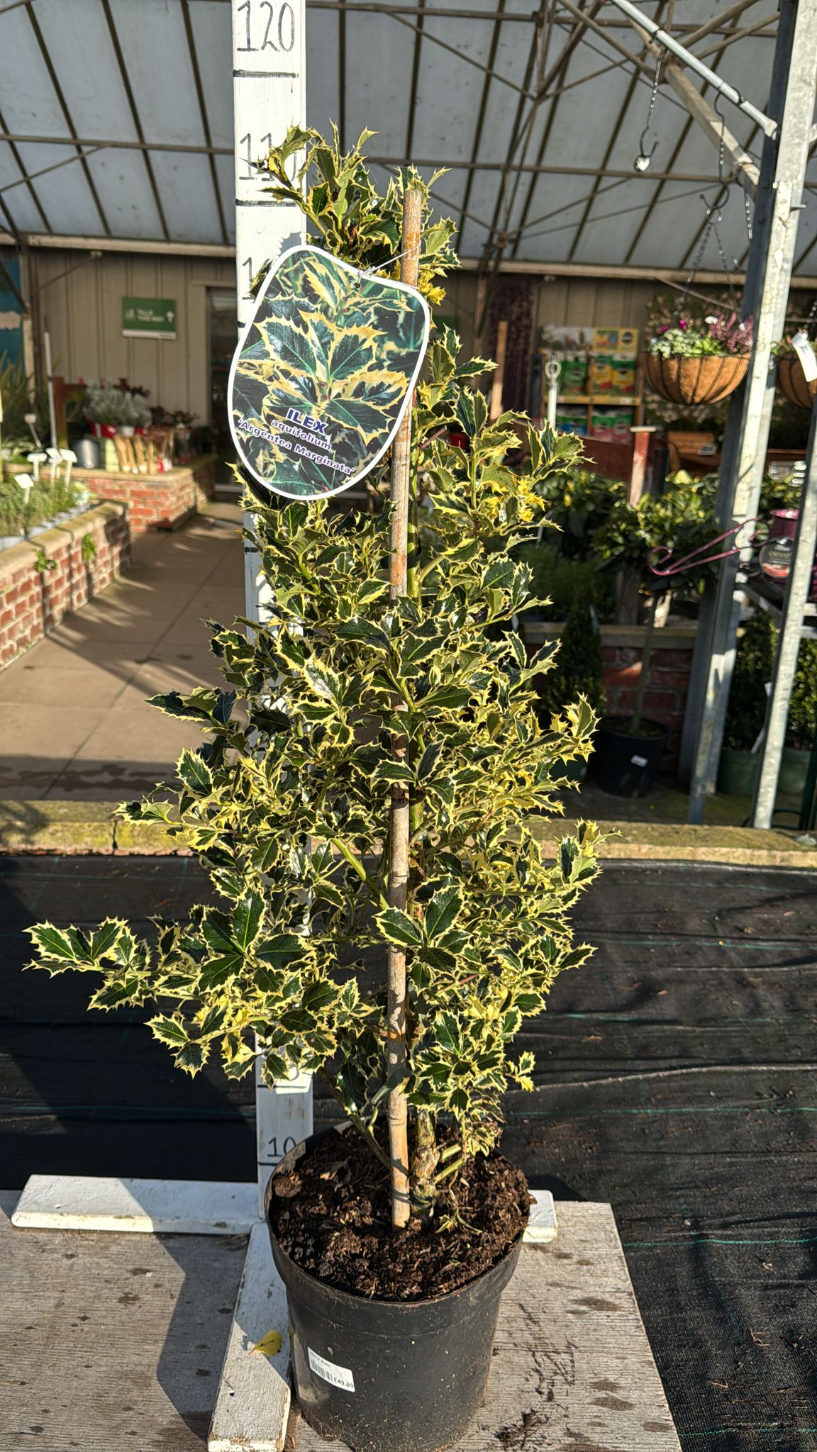 Holly Ilex Aquifolium 'Argenta Marginata'. 7.5L