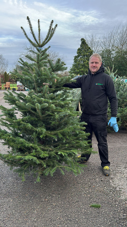 Value Nordman 175-250cm Low Drop Blue Label