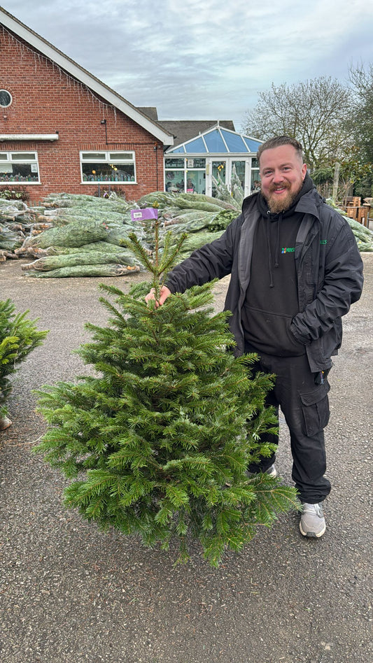 Premium Nordman Low Drop 125-150cm. Purple Label.