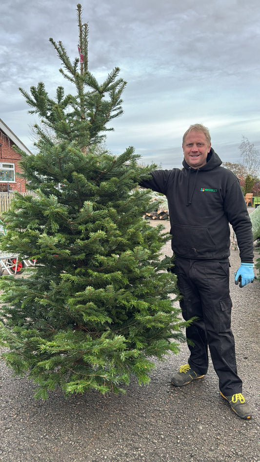 Premium Nordman 100-250cm. Low Drop. Red Label.