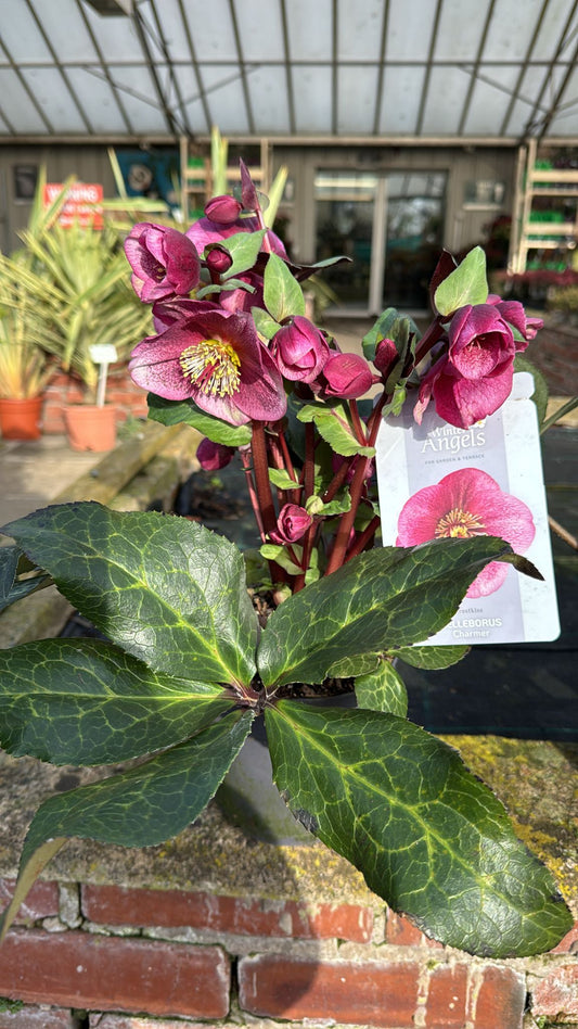 Helleborus 'Charmer' Frost Kiss' Collection