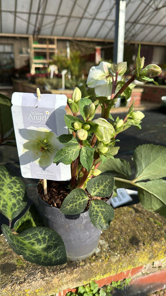 Helleborus 'Molly's White' Frost Kiss' Collection