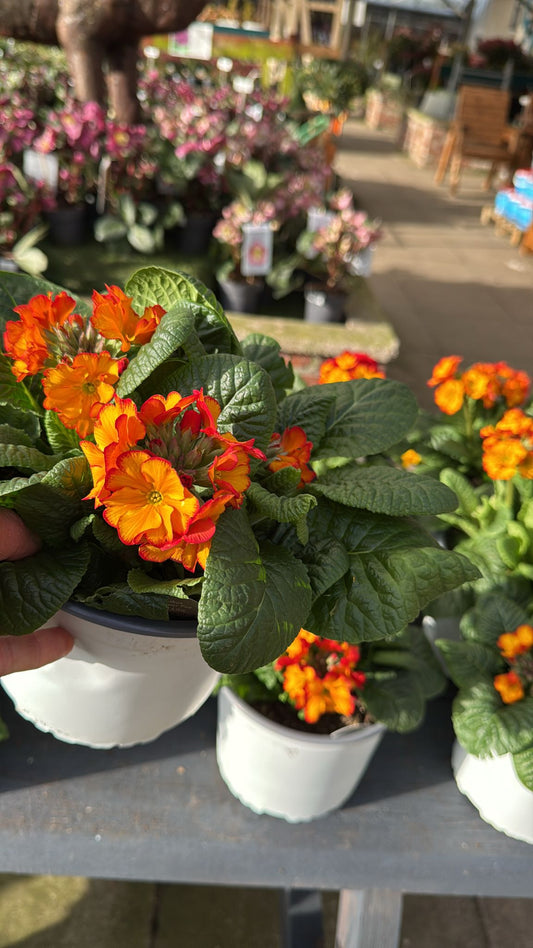 Polyanthus 3L pot- Orange
