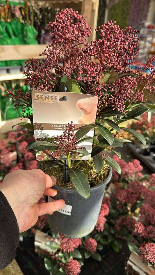Skimmea Rubella 1.5L Pot