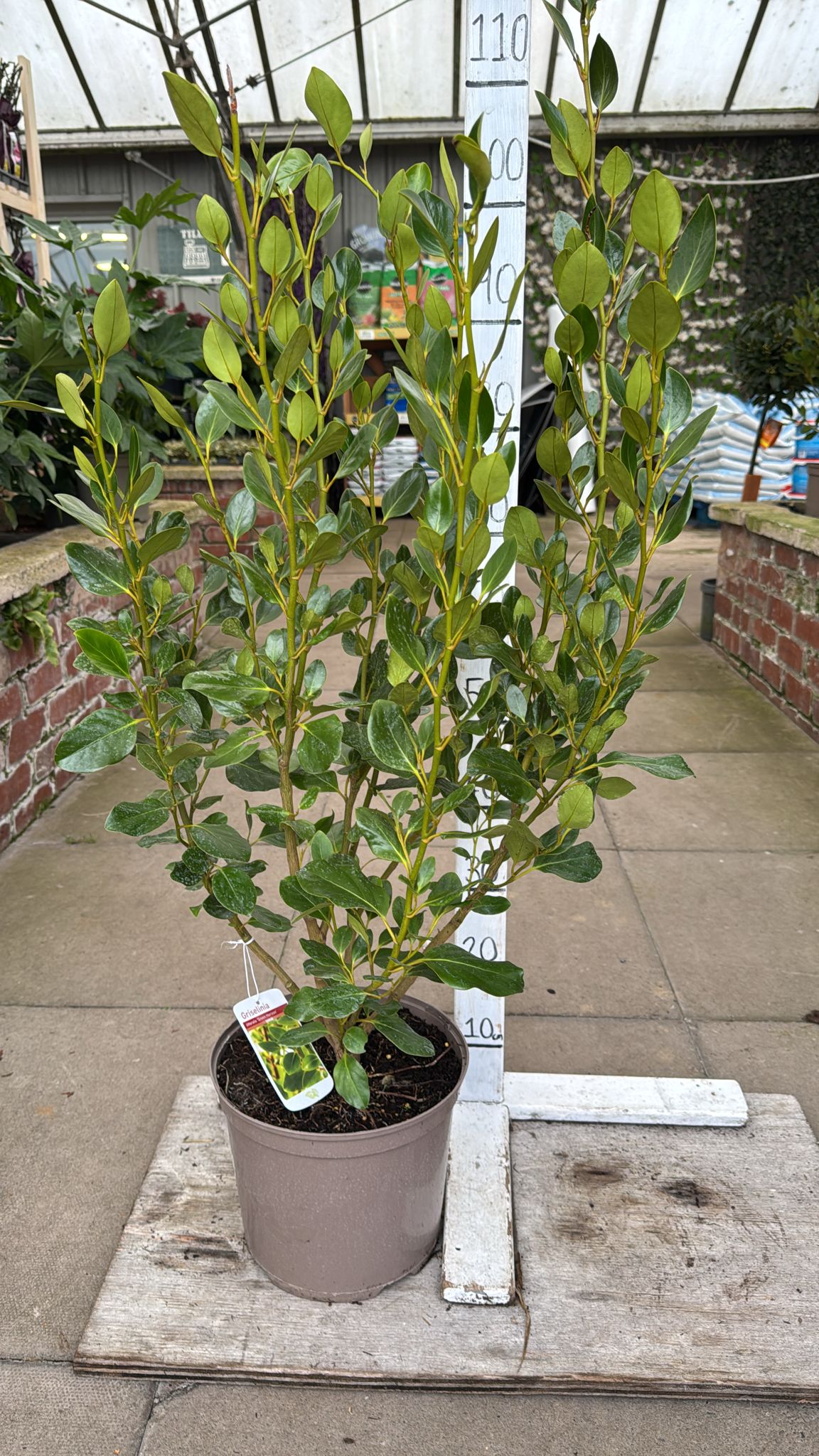Griselinia 'Green Horizon'. 5L