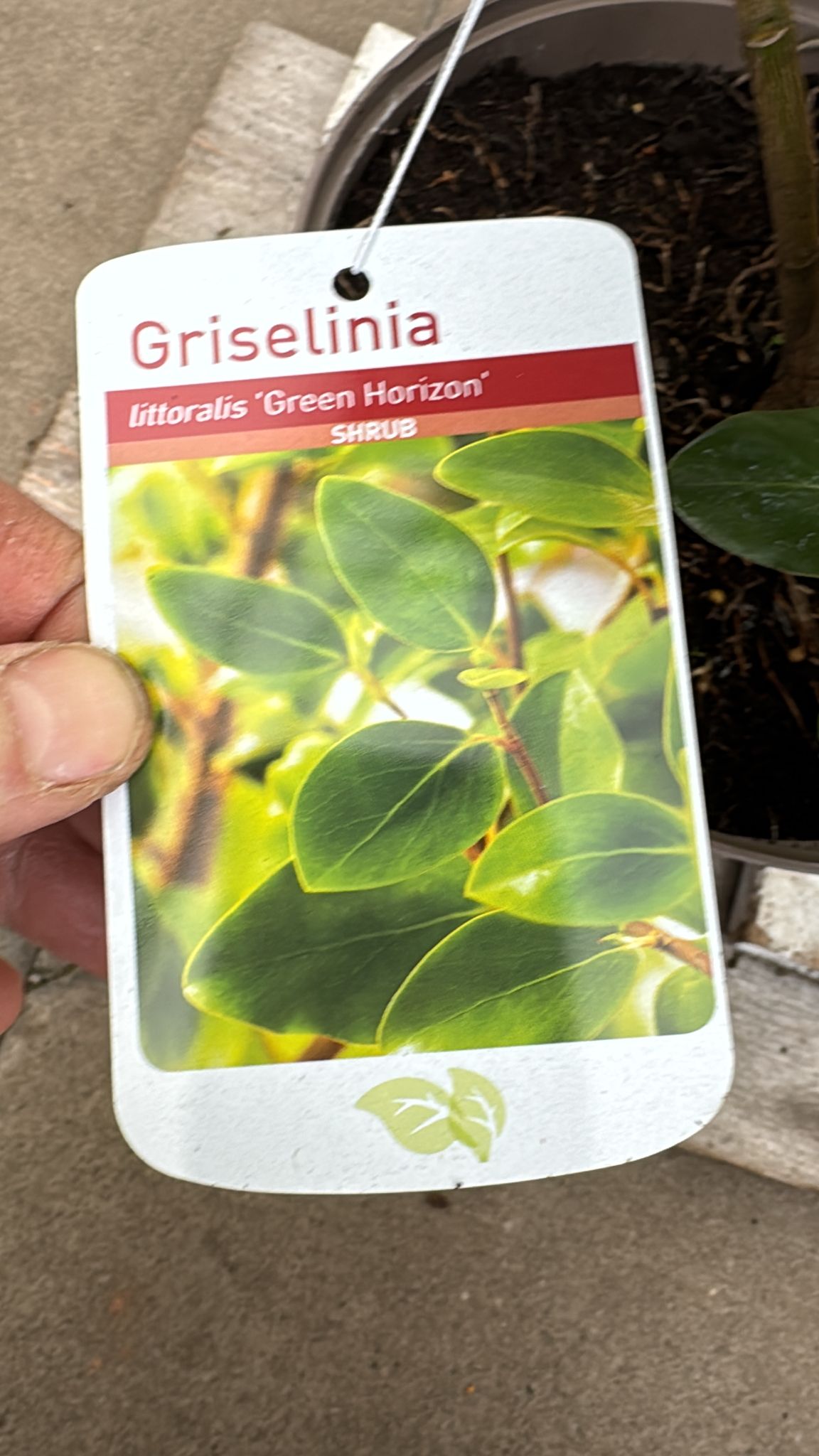 Griselinia 'Green Horizon'. 5L