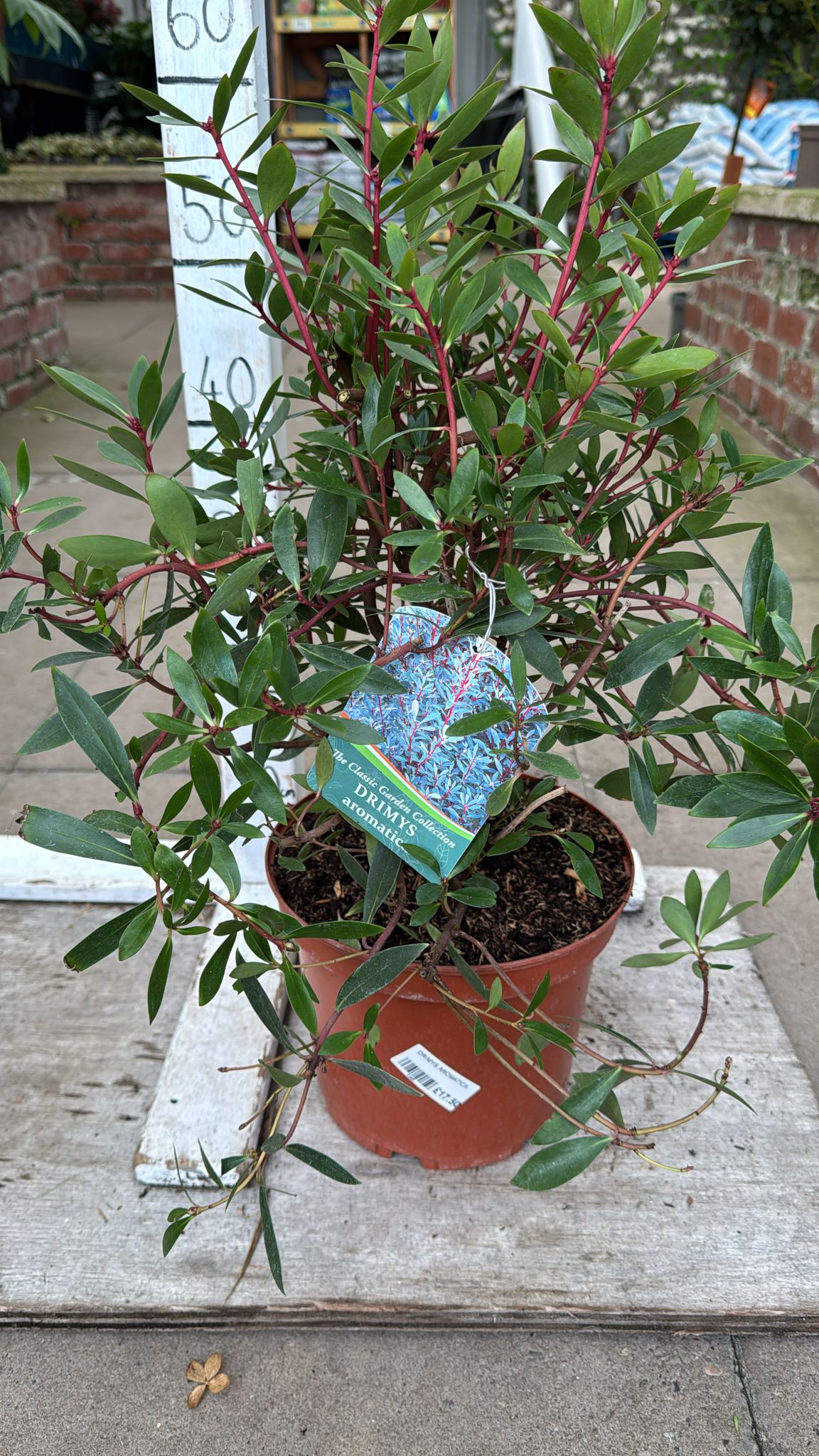 Drimys 'Aromatica'  5L