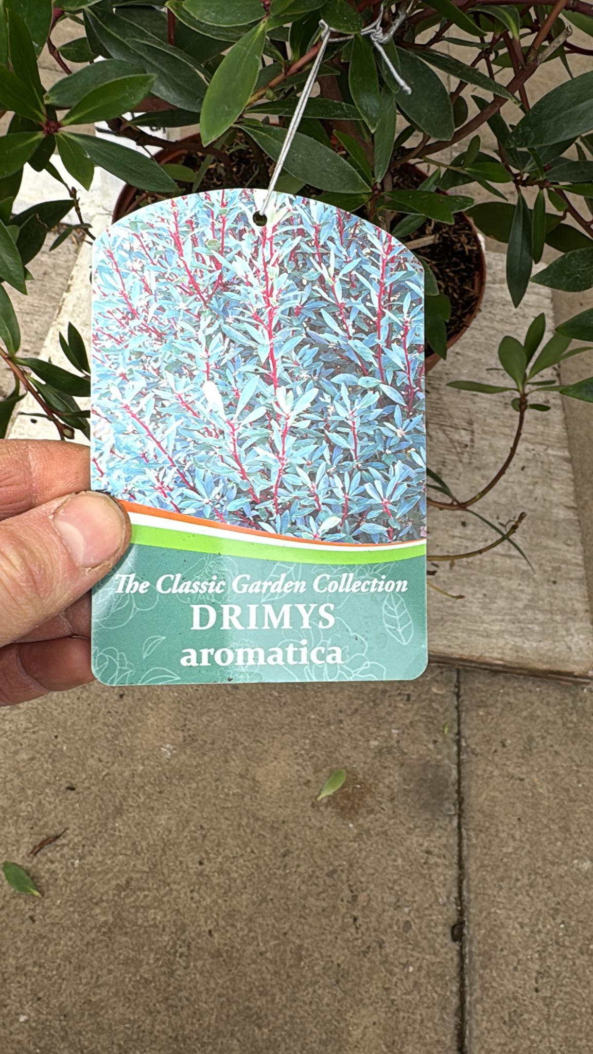 Drimys 'Aromatica'  5L